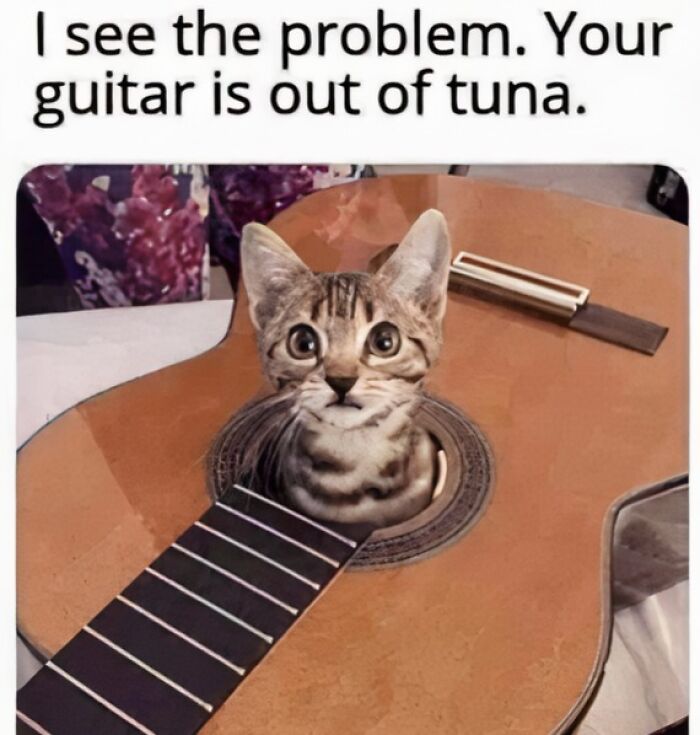 Funny cat meme with a kitten inside a guitar body, playing on the word tuna for cat memes that might make your holidays special