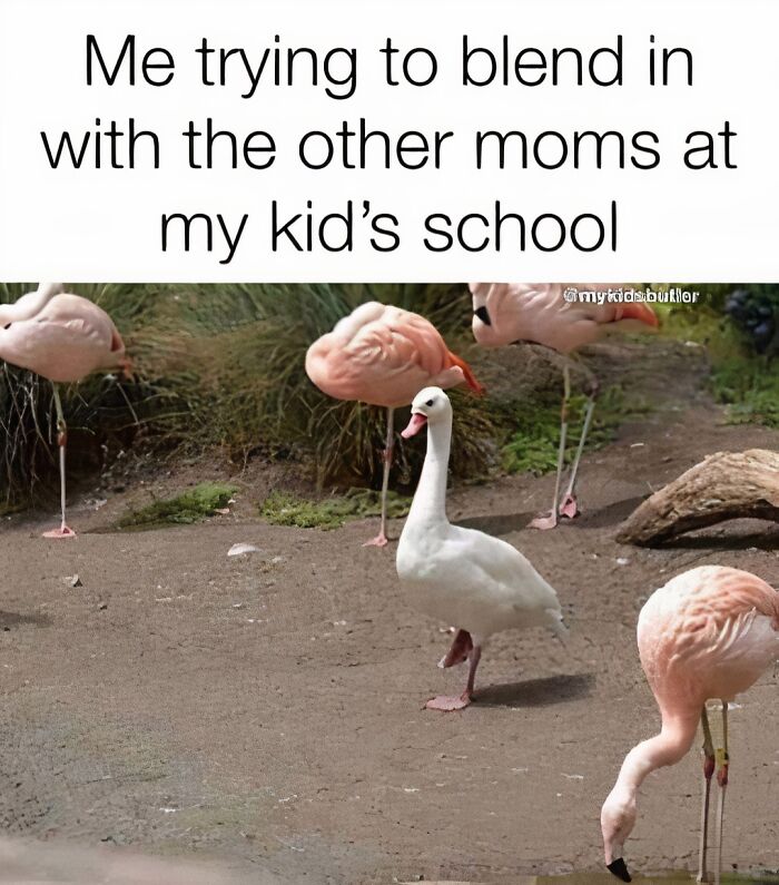 White goose standing among pink flamingos illustrating funny and savage parenting memes about fitting in at school events.