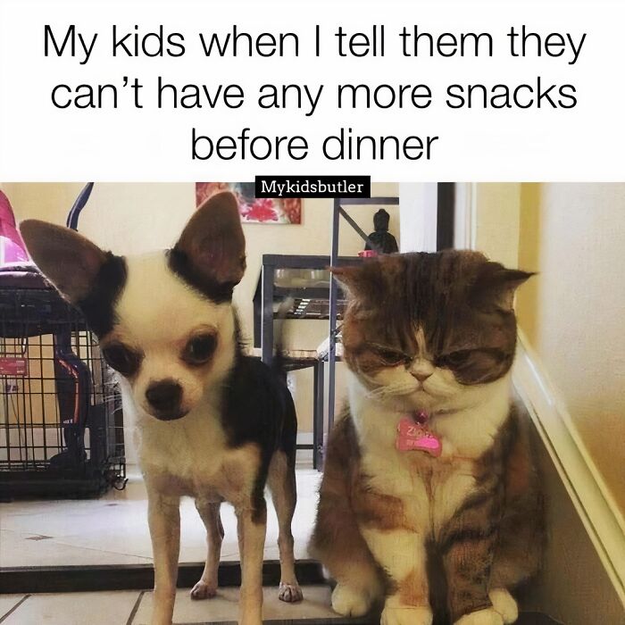 Funny and savage parenting meme showing a dog and cat looking disappointed about no more snacks before dinner.