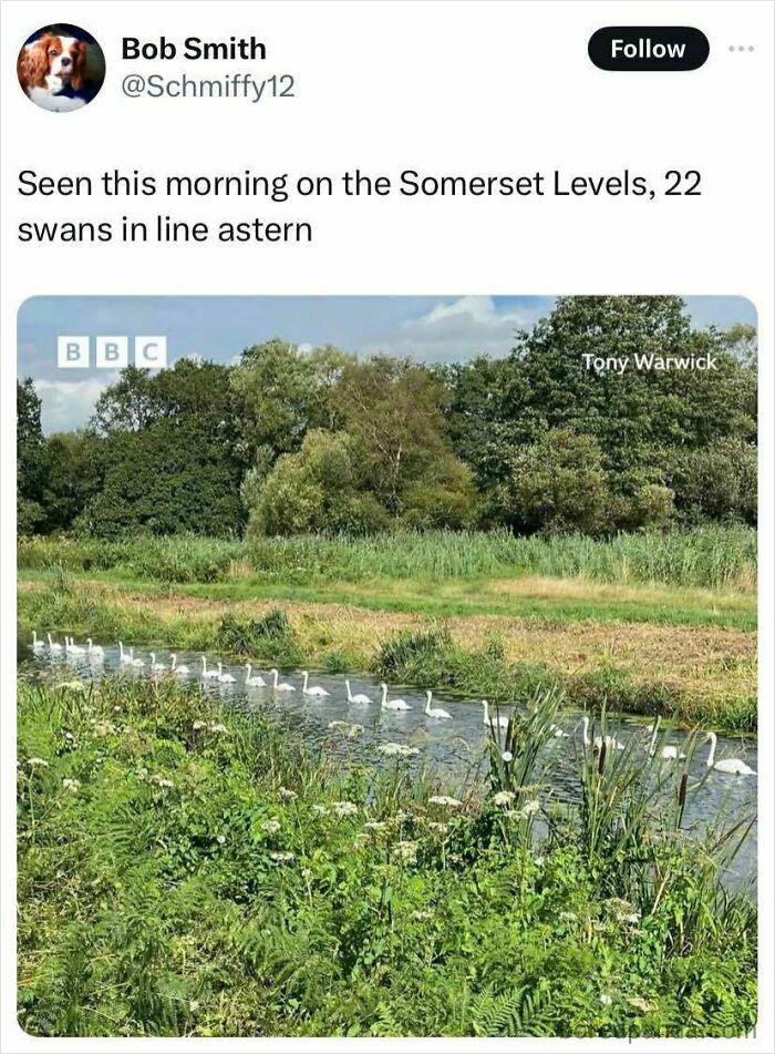 Cheerful meme showing 22 swans in a row on a river, blending nature with lighthearted online content humor.