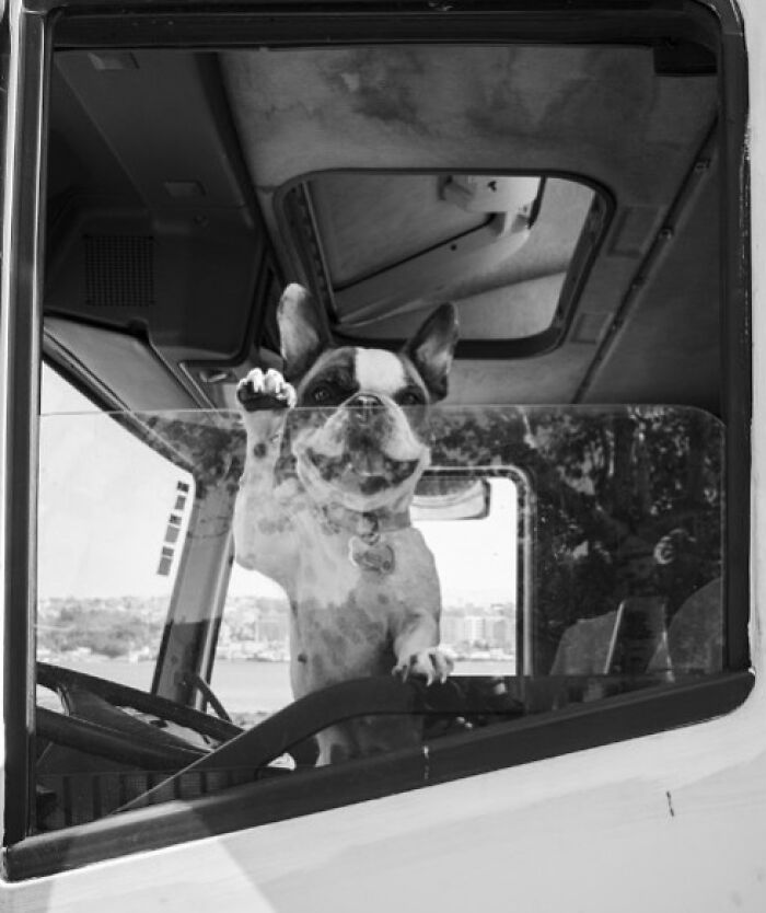 Dog sitting behind the wheel in a vehicle, capturing street moments that feel like magic in daily life.
