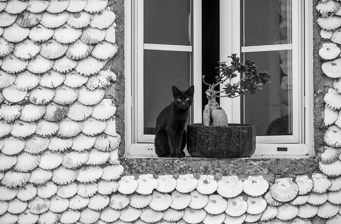 Black cat sitting on a windowsill with a potted plant, capturing a magical street moment of daily life.