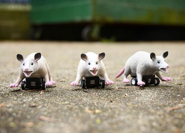 Three novelty opossum toys on wheels lined up outdoors, perfect gifts for last-minute guests.