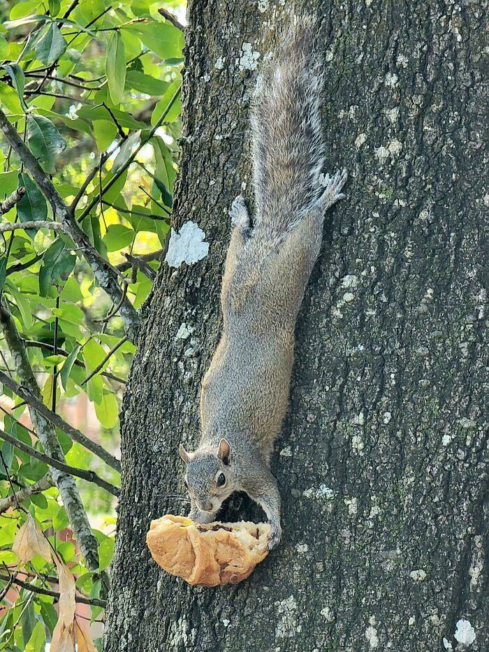 Squirrel clinging to a tree trunk holding a piece of bread, one of the sneaky pets who tried to steal food but got busted.
