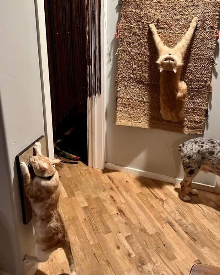 Funny picture of a cat climbing a wall-mounted scratcher with another cat hanging vertically on a carpet in 2025.