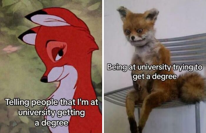 Two contrasting college memes showing a hopeful cartoon fox and a stressed furry fox about university struggles.