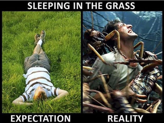 Expectation vs reality photo showing peaceful grass nap contrasted with a man overwhelmed by giant insects in humor meme.