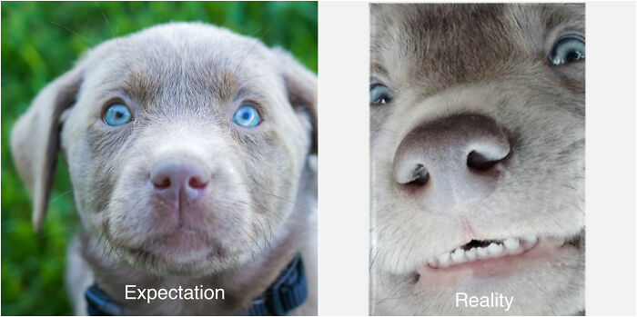 Side-by-side expectation vs reality photos of a puppy with blue eyes, showing contrasting facial expressions.