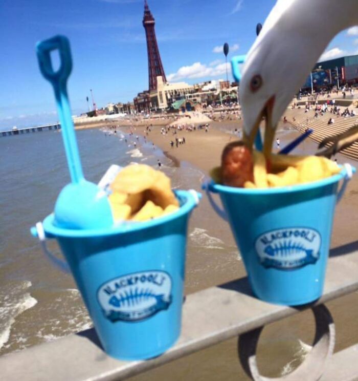Seagull stealing food from a blue bucket of fries at a beach, showcasing sneaky pets trying to steal food caught in action.