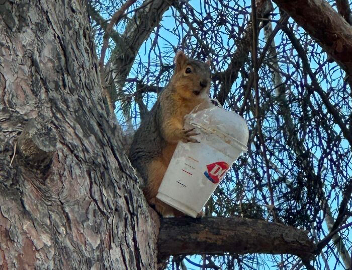 Squirrel caught stealing food from a cup on a tree branch showing sneaky pets trying to steal food.