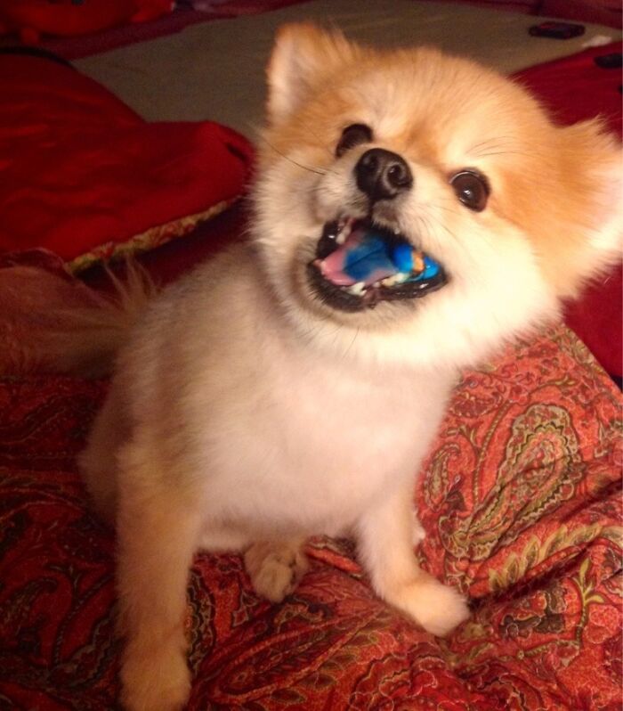 Small dog caught sneaky pets trying to steal food with a blue item in its mouth on a patterned red blanket.