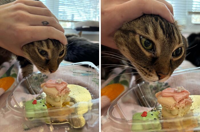 Close-up of a sneaky pet cat caught trying to steal food from a dessert container at home.