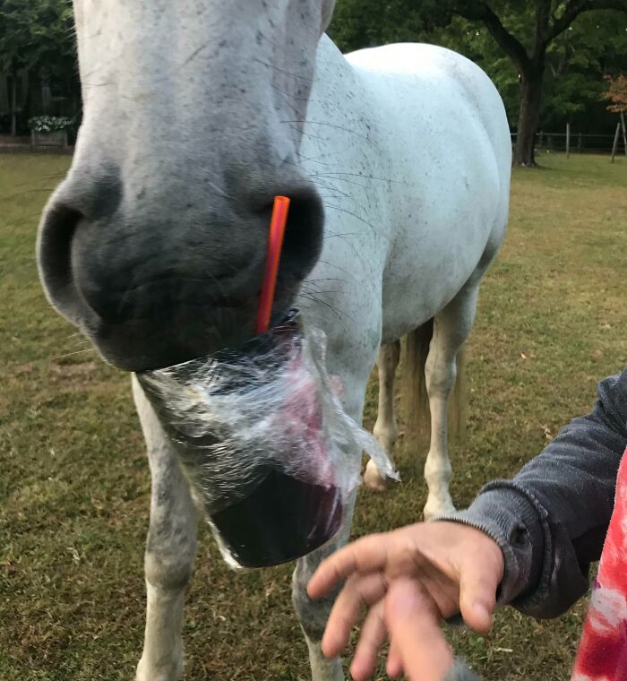 White horse caught trying to steal a drink wrapped in plastic with a straw, showing sneaky pets stealing food moments.
