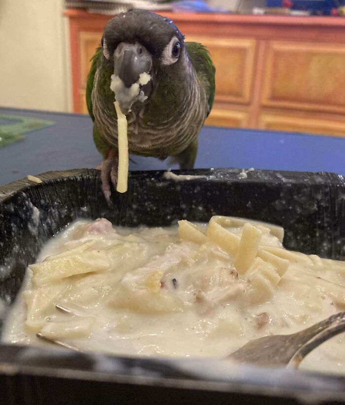Parrot caught trying to steal food, holding a noodle with sauce on its beak over a bowl of creamy pasta.
