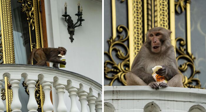 Monkey sneaking food on a decorative balcony railing with ornate gold and white architectural details.