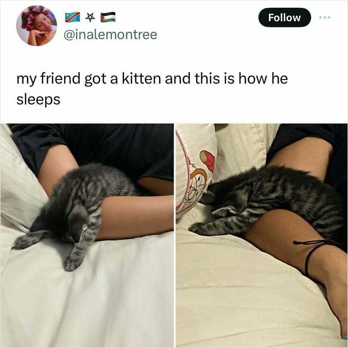 Tabby kitten sleeping in unusual positions on a person's arm, showcasing cats being weird little guys in new pics.