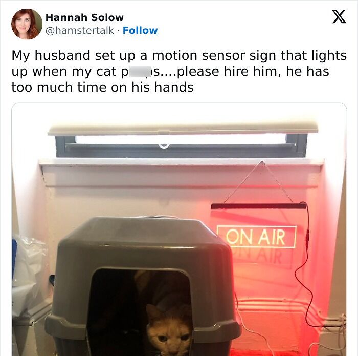 Cat in a litter box with a motion sensor sign lighting up, showcasing funny and weird little cats behavior.