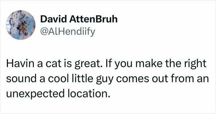 Tweet about cats being weird little guys appearing from unexpected places when hearing the right sound.