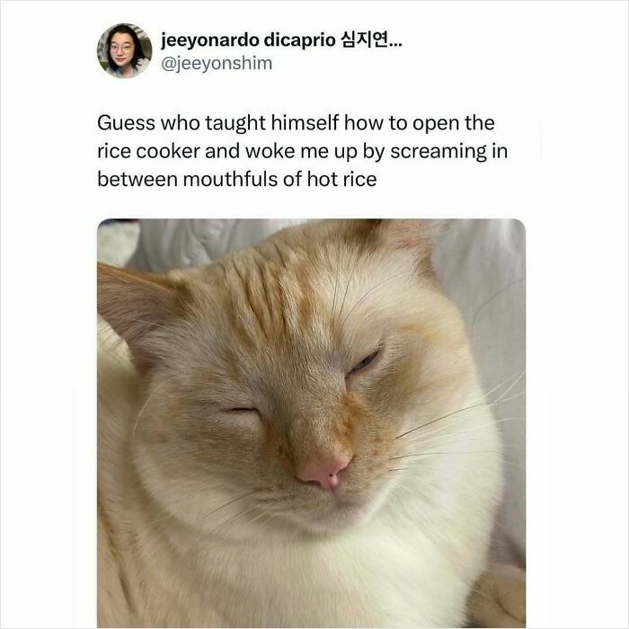 A close-up of a cat with squinted eyes, captioned about the cat learning to open a rice cooker and waking its owner.