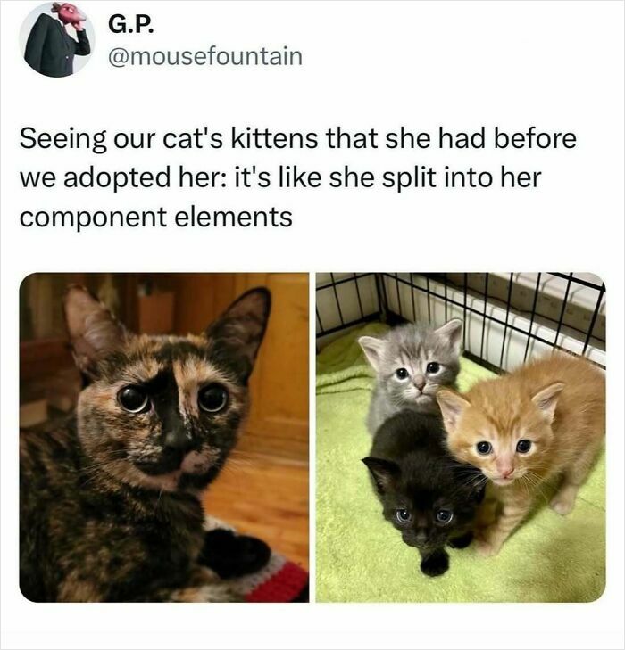 Tortoiseshell cat with wide eyes next to her three curious kittens in a cage, showing cats being weird little guys.