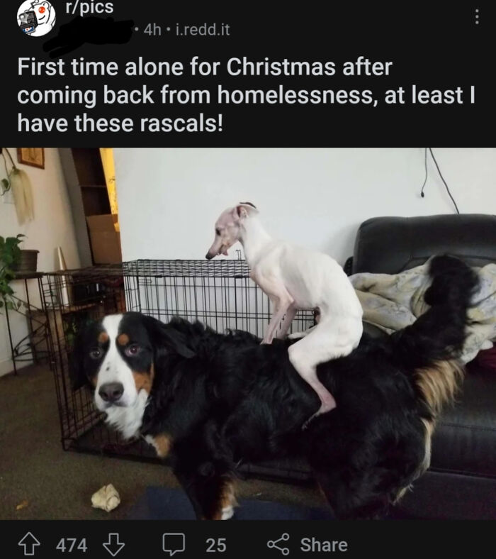 Two dogs indoors, a small white dog sitting on the back of a larger black dog, funny pet moment from hilarious posts.