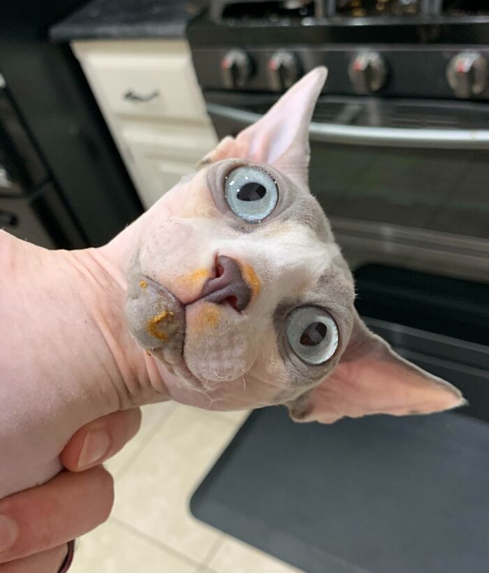 Sphynx cat caught sneaky eating with food stains on face in kitchen, one of the sneaky pets who tried to steal food but got busted