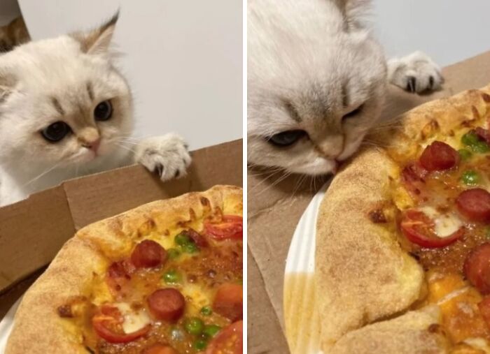 White cat sneaking and trying to steal pizza, showcasing sneaky pets caught in the act of food theft.