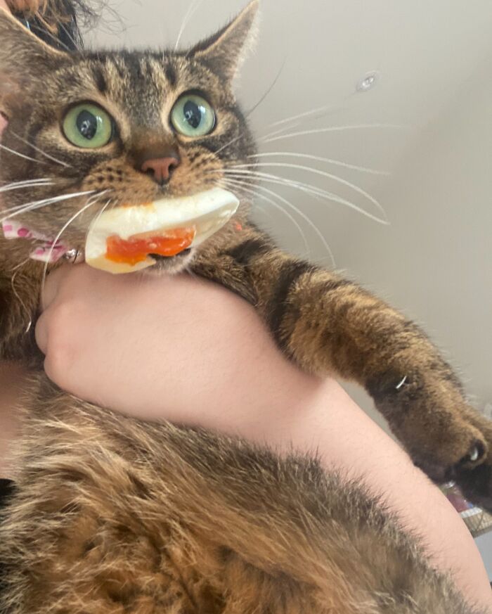 Tabby cat caught stealing food with a piece of sandwich in its mouth, being held by a person indoors.