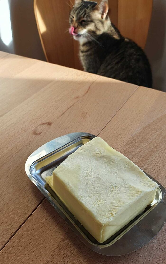 Tabby cat caught sneaky pet licking butter on a dish, trying to steal food but getting busted indoors on wooden table.