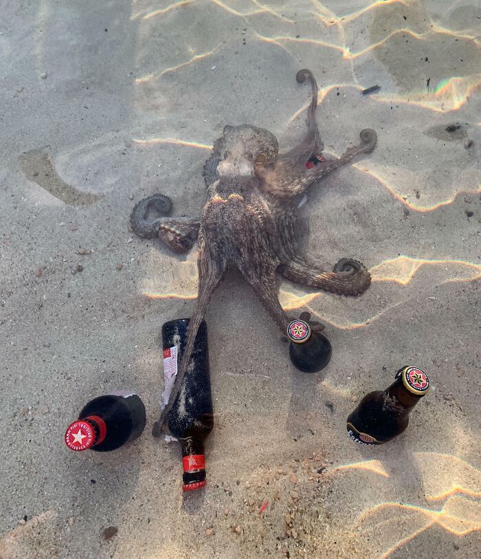 Octopus underwater surrounded by beer bottles, one tentacle resting on a bottle in a sneaky pet food theft scene.