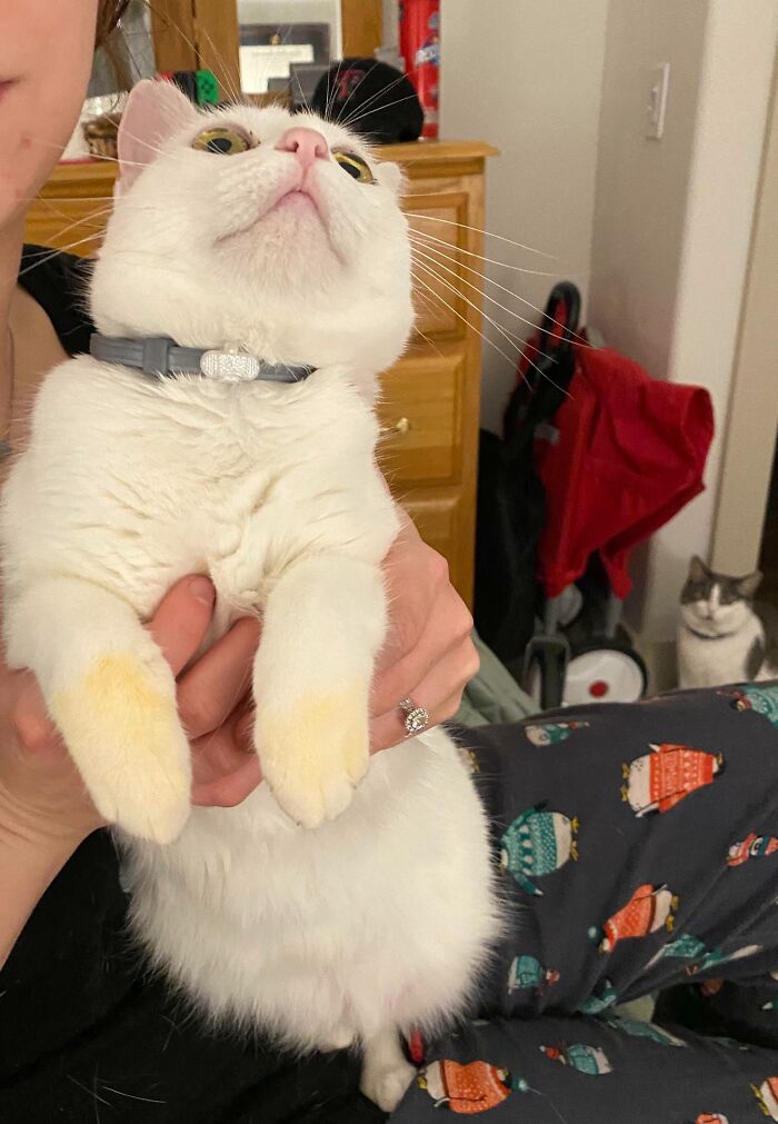 White cat held in hands looking up with another cat watching nearby, one of the sneaky pets caught trying to steal food.