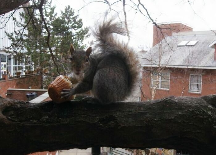 Sly pet squirrel caught trying to steal a muffin while perched on a tree branch in an urban backyard setting.