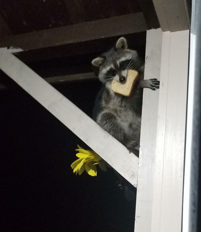 Raccoon caught stealing a slice of bread, one of the sneaky pets who tried to steal food but got busted at night.