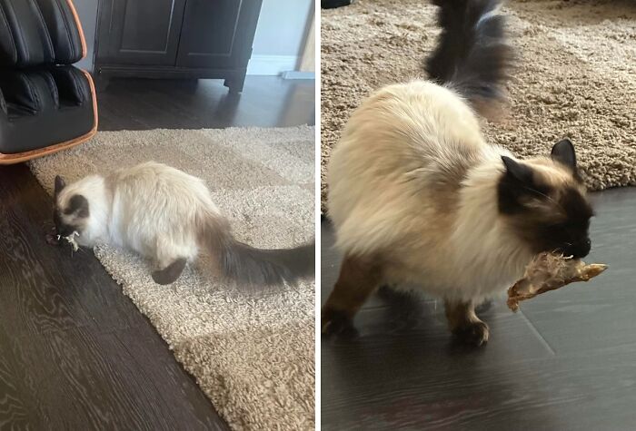 Siamese cat caught trying to steal and eat a large piece of food on a dark wood floor with carpet nearby.