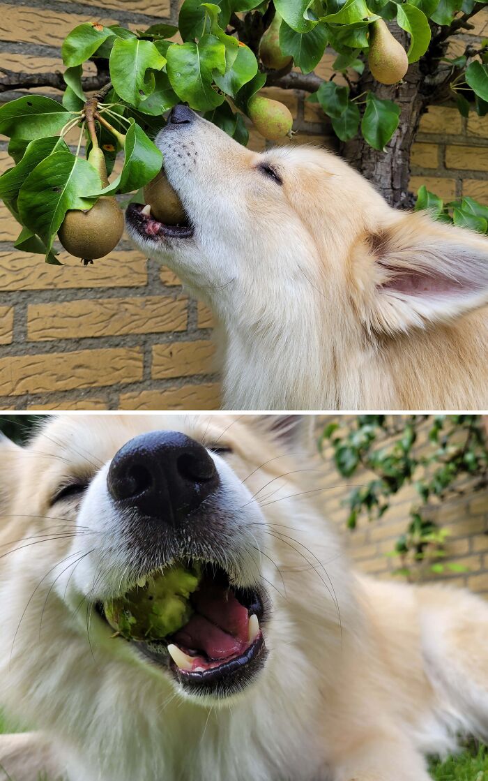 Dog sneaking fruit from a tree, caught stealing food outdoors with pears and green grass background.