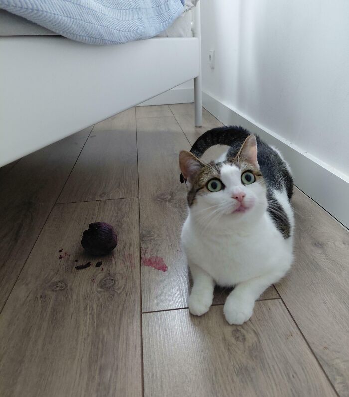 Cat caught sneaky pet stealing food, sitting on wooden floor near a stained fruit under a bed.