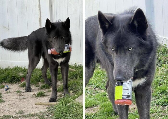 Black dog caught holding a drink bottle in its mouth outdoors, one of the sneaky pets who tried to steal food but got busted.