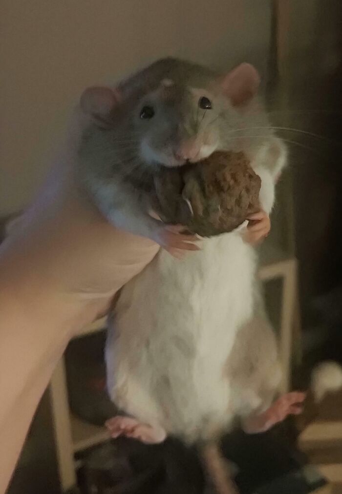 Pet rat caught trying to steal food holding a large piece in its mouth, showing sneaky pets stealing food moments.