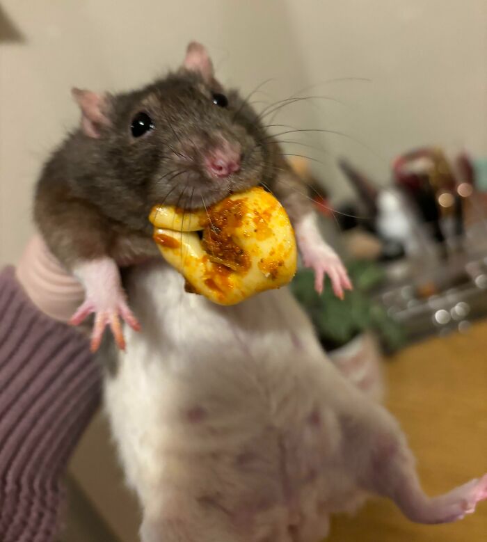 Close-up of a sneaky pet rat caught stealing food, holding a piece of seasoned roll in its mouth indoors.