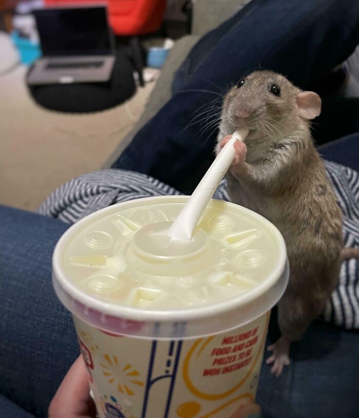 Small pet caught trying to steal food, holding a straw from a cup while standing on a person's lap.