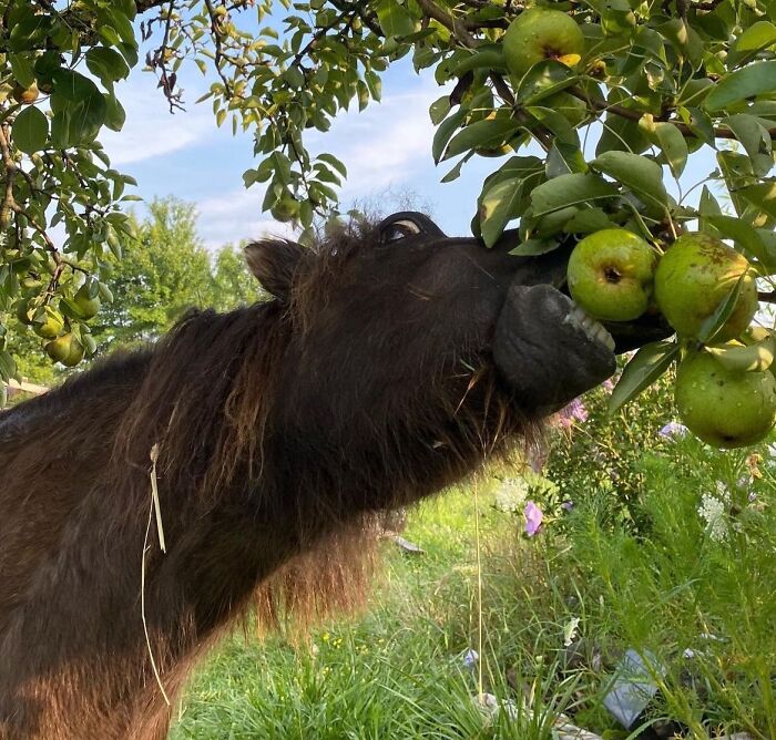 A sneaky pet horse reaching up to steal green apples from a tree in a lush, outdoor garden setting.