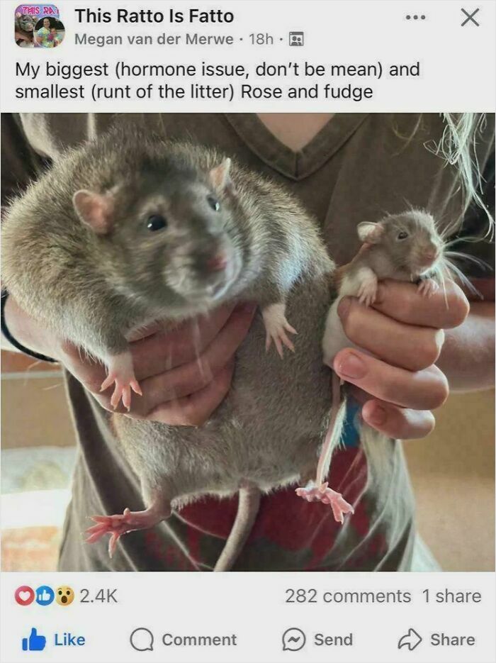 Two rats held by a person showing size difference, featured in hilarious posts that have no reason to exist to make you laugh
