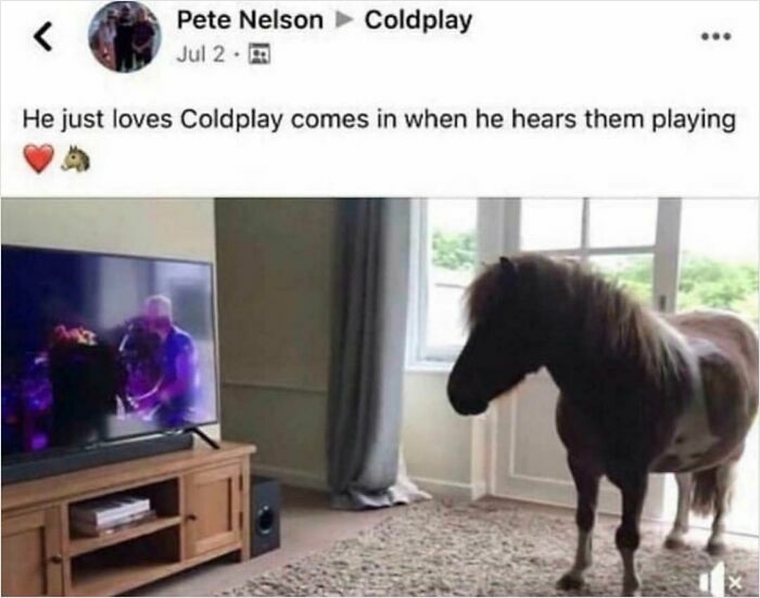 Small horse standing inside a living room watching a Coldplay concert on TV in a hilarious unexpected moment.