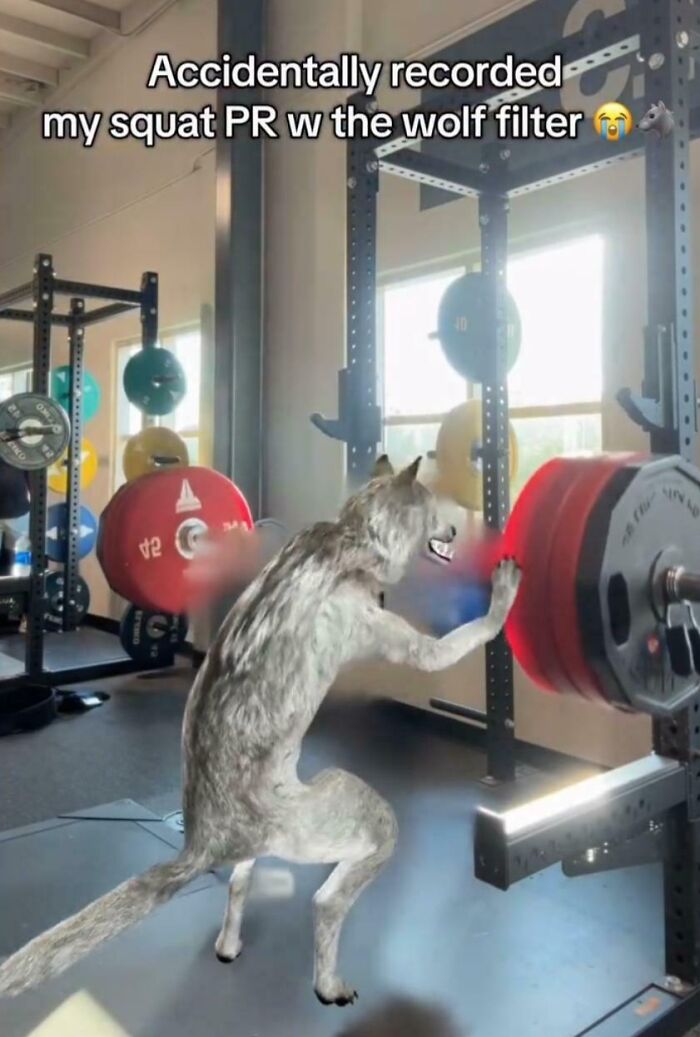 Wolf filter on person squatting in gym with heavy weights, a humorous post from hilarious posts to make you laugh.