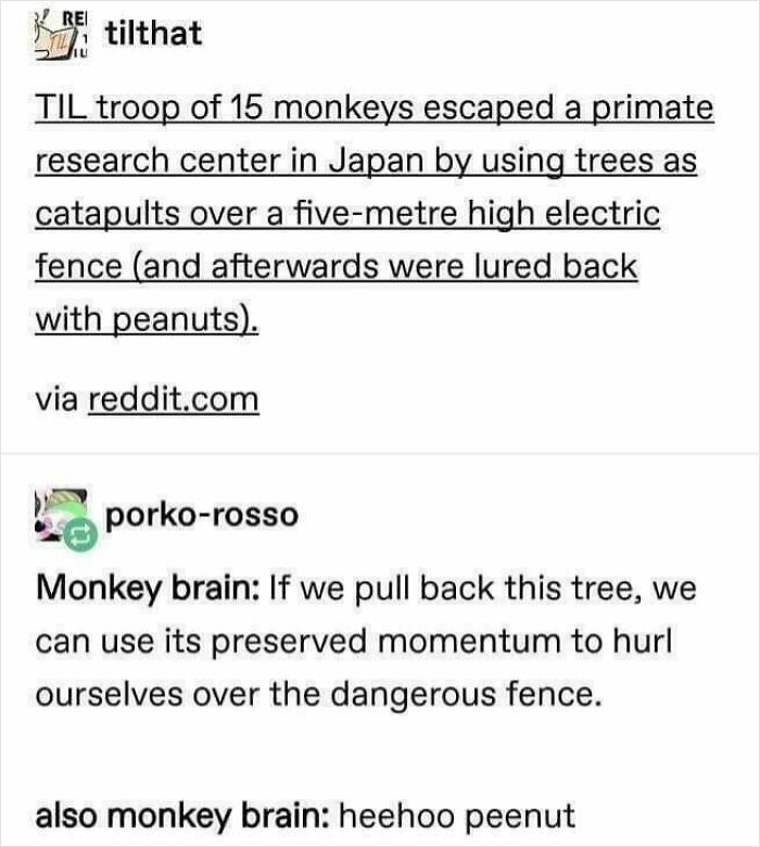 Funny monkey escape story from a viral Reddit post, one of many hilarious posts meant to make you laugh.