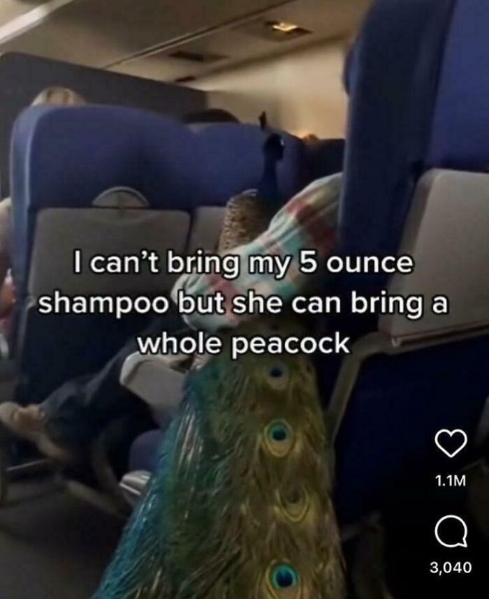 Passenger on airplane carrying an entire peacock, illustrating one of the hilarious posts that have no reason to exist.