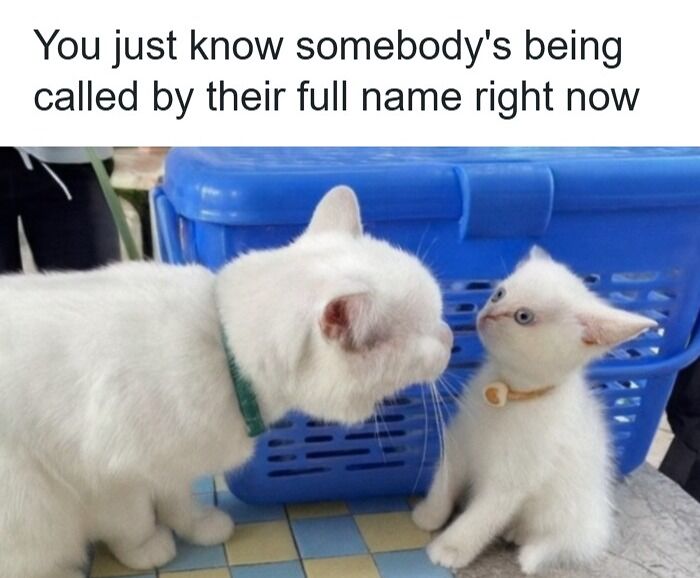 Two white cats facing each other near a blue basket, illustrating animal memes to scroll through while your pet is sleeping.