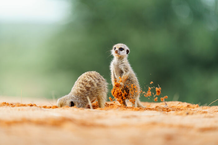 When Meerkats Dig, The Kalahari Sand Flies!