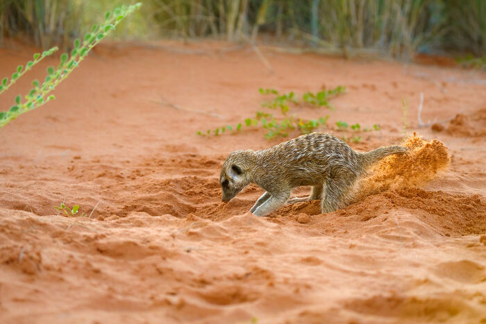This Meerkat Is Clearly On A Mission!