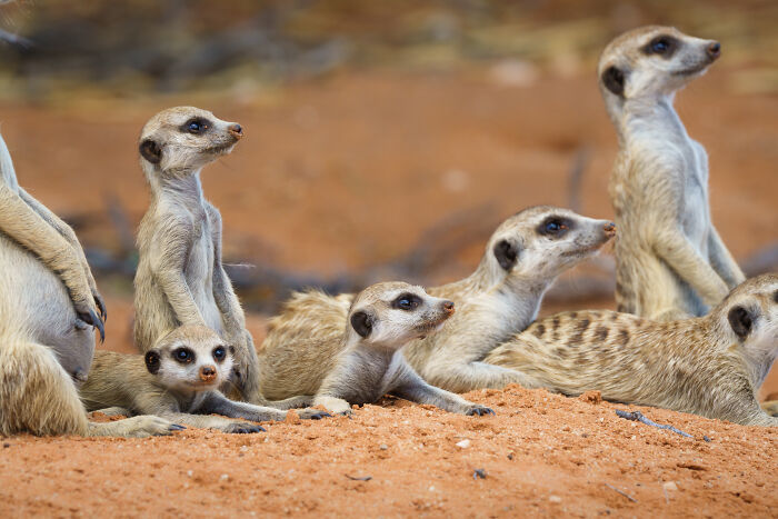 It's A Meerkat Family Affair!